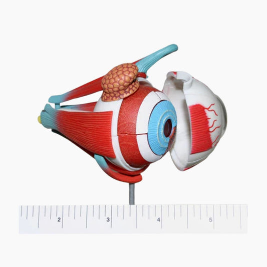 2-inch Eye Model with Muscles